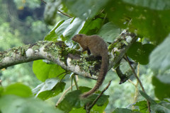 Heliosciurus rufobrachium