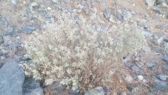 Sphaeralcea obtusiloba