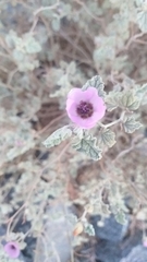 Sphaeralcea obtusiloba