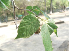 Morus celtidifolia