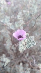 Sphaeralcea obtusiloba