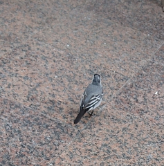 Motacilla alba