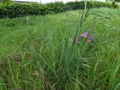 Gladiolus communis