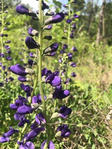 Baptisia aberrans, photograph 3