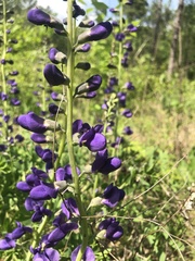 Baptisia australis aberrans