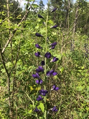 Baptisia australis aberrans