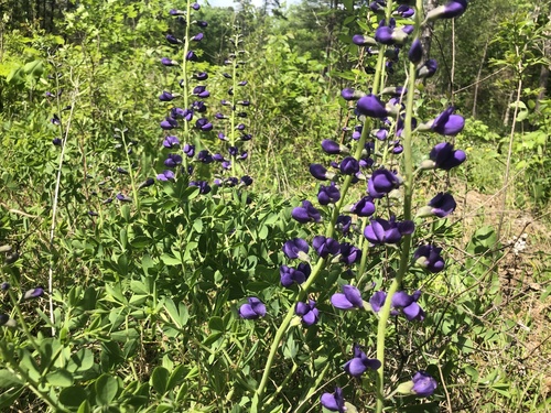Baptisia aberrans, photograph 5