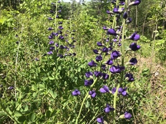 Baptisia australis aberrans