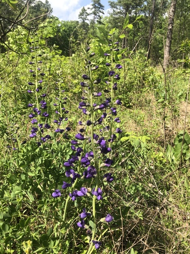 Baptisia aberrans, photograph 6