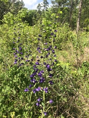 Baptisia australis aberrans