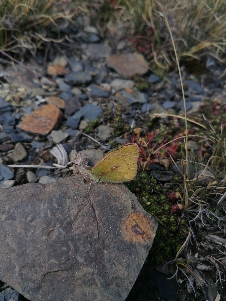 Puna Clouded Sulphur