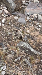Marmota flaviventris