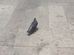 Columba livia domestica