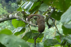 Heliosciurus rufobrachium