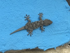 Tarentola mauritanica