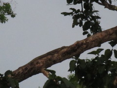Varanus salvator