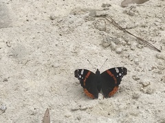 Vanessa atalanta