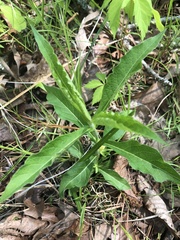 Triosteum angustifolium