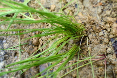 Isoetes butleri