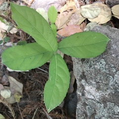Semialarium mexicanum