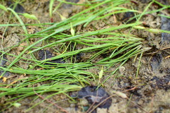 Isoetes butleri