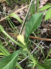 Triosteum angustifolium