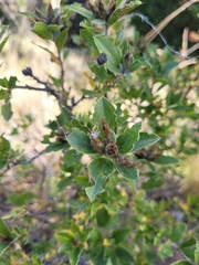 Dasyphyllum ferox