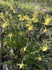 Narcissus