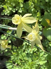 Narcissus