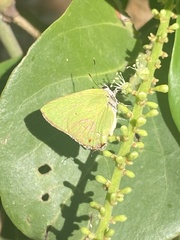 Cyanophrys herodotus