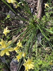 Narcissus