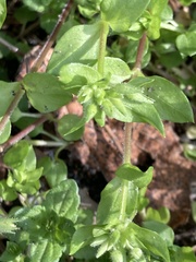 Stellaria media