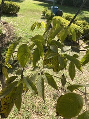 Handroanthus impetiginosus