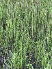 Eleocharis quadrangulata