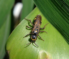 Myzininae