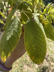 Handroanthus impetiginosus