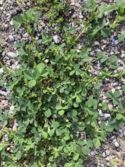 Medicago lupulina