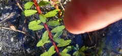 Laurembergia repens