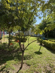 Handroanthus impetiginosus