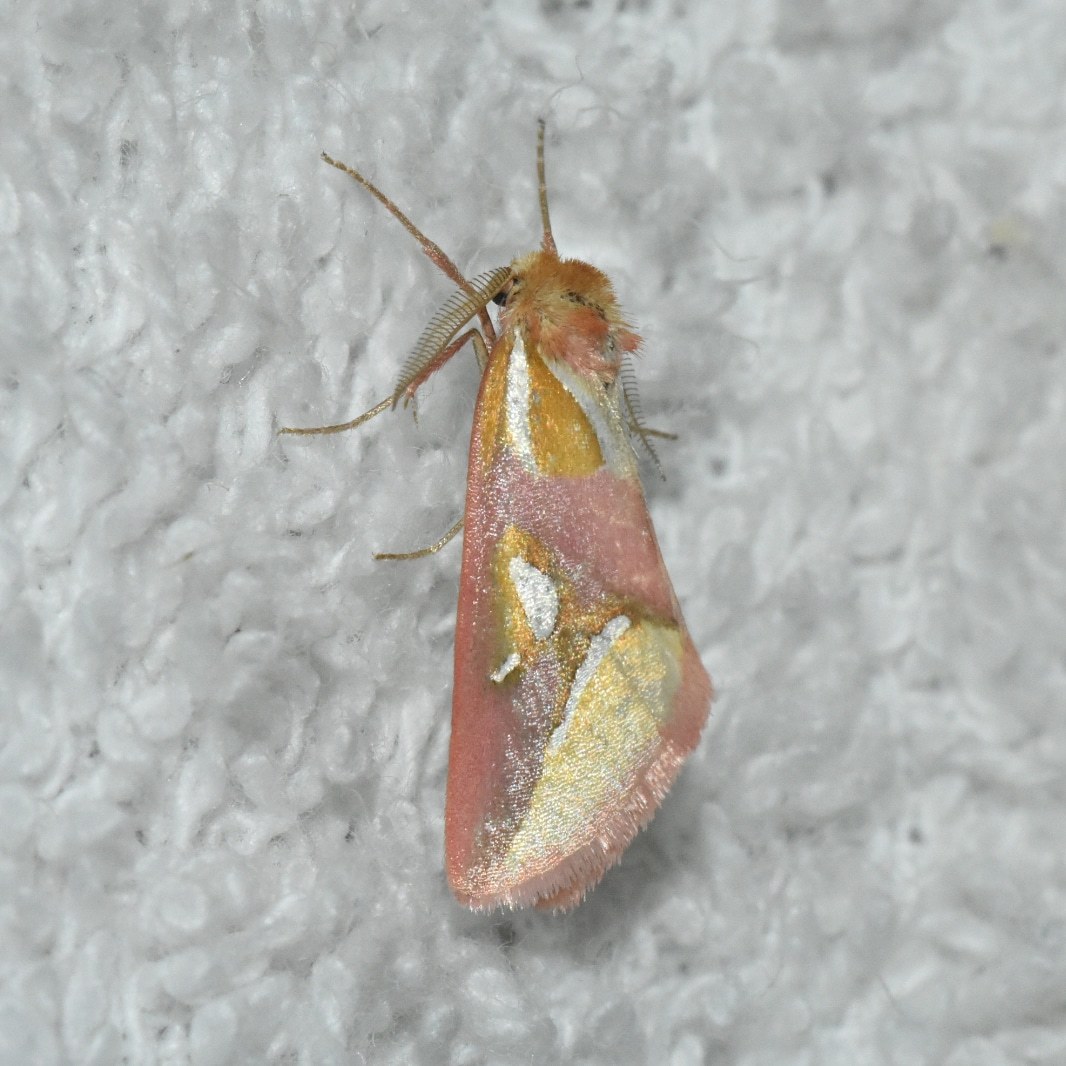 Cimeliidae