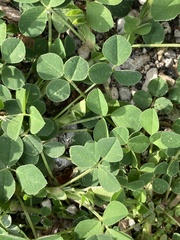 Medicago lupulina