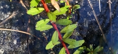 Laurembergia repens