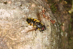 Myathropa florea
