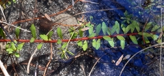 Laurembergia repens