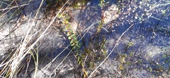 Laurembergia repens