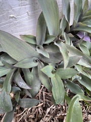 Tradescantia pallida