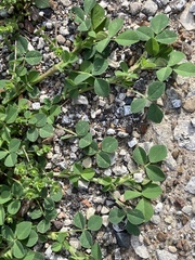 Medicago lupulina