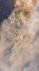 Amathia verticillata