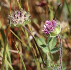Trifolium barbigerum