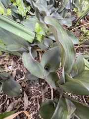 Tradescantia pallida